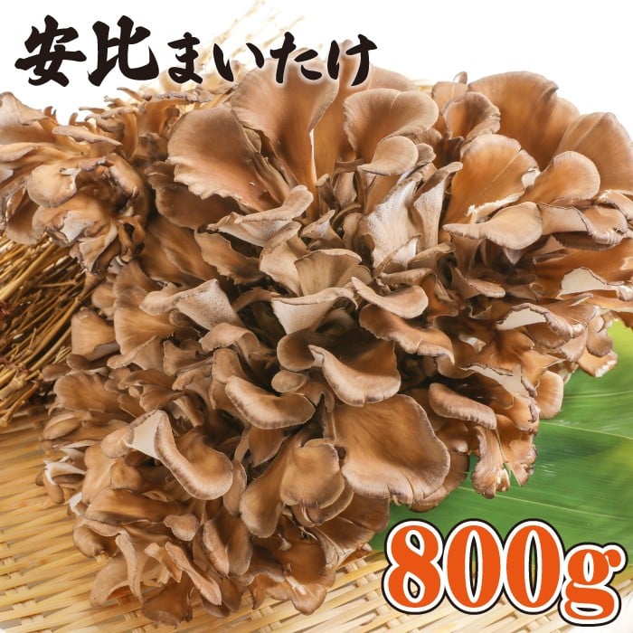 【ふるさと納税】 舞茸 岩手県産 生まいたけ 大株 800g ／ 安比まいたけ 生 まいたけ マイタケ きのこ 味噌汁 みそ汁 炊き込みご飯 天ぷら てんぷら 煮物 お吸い物 炒め物 ソテー お鍋 すきやき すき焼き パスタ 国産 野菜 茸 おすすめ 岩手県 八幡平市 産地直送 送料無料