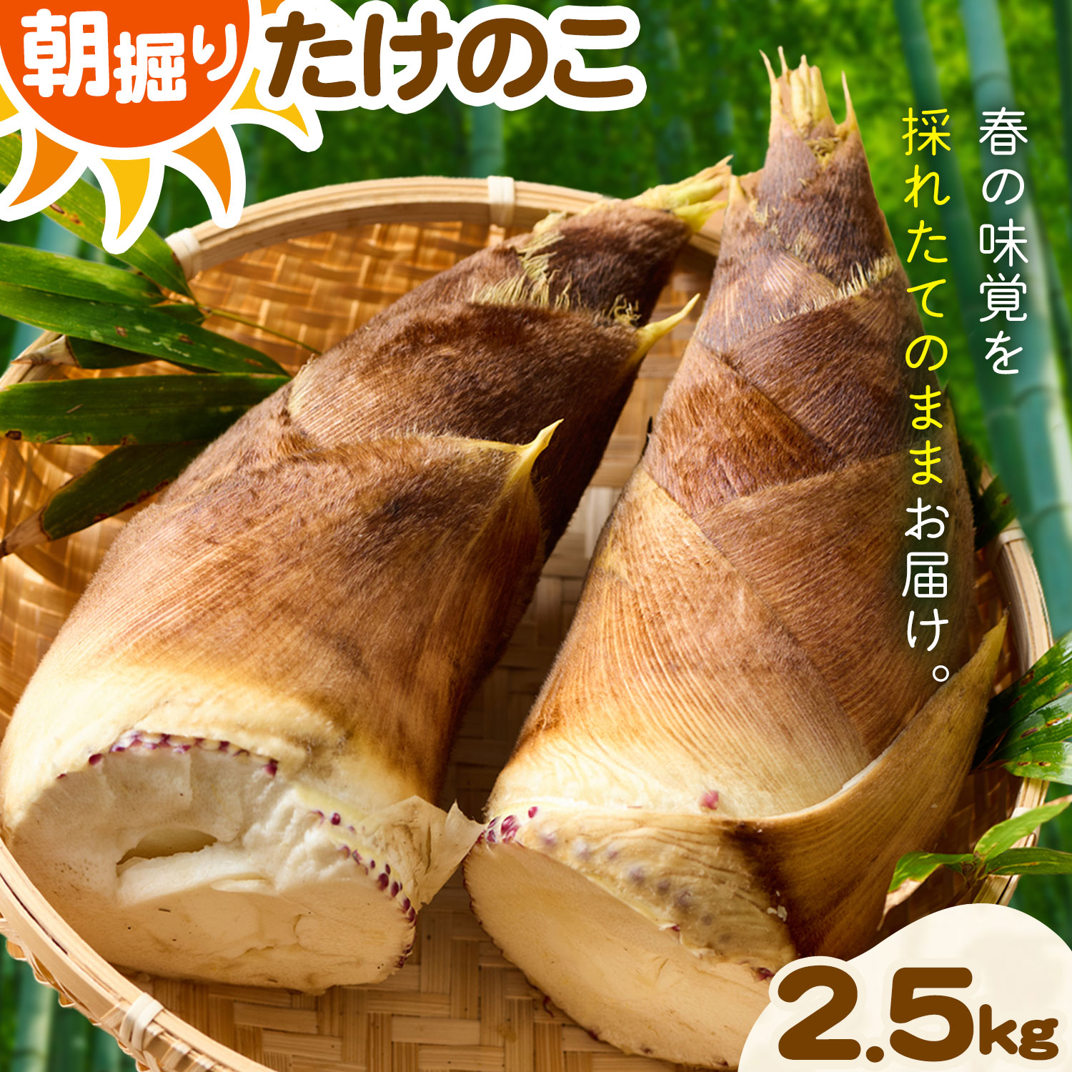 【ふるさと納税】【先行予約】朝堀り たけのこ 2.5kg やさい畑 《3月中旬-4月中旬頃出荷》熊本県 南関町 野菜 筍 タケノコ 竹の子 朝採れ 新鮮 旬