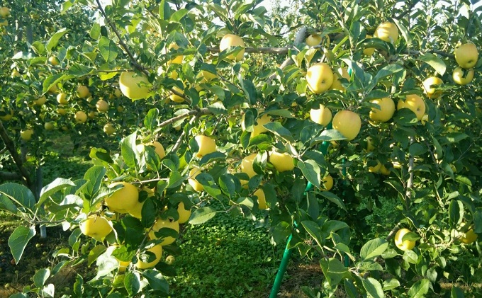 【青森県産りんご】家庭用トキ 約10kg