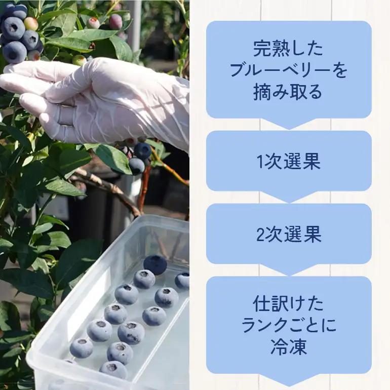 冷凍ブルーベリー＜真空パック保存＞2kgパック(500g×4P) A16-017 ブルーベリーファクトリー