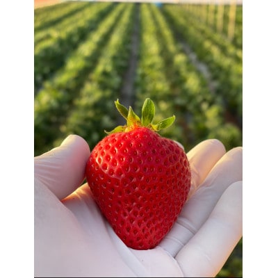 ふくおかエコ農産物認証いちご 福岡県産あまおう苺 約250g×4P(3月から4月中旬発送)宇美町【配送不可地域：離島・北海道・沖縄県】