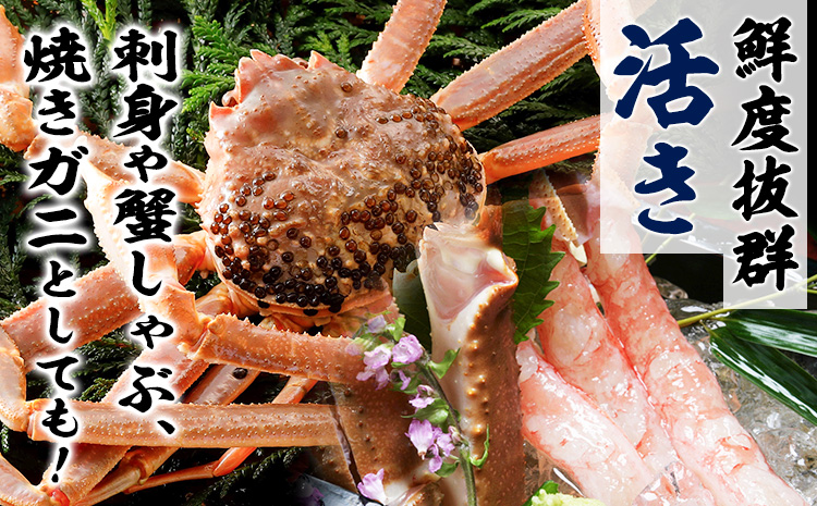【ふるさと納税】カニ 松葉ガニ 1kg超え 活き 1杯 《1月・2月発送》 SOO合同会社 鳥取県 八頭町 送料無料  蟹 かに 姿 鍋 ズワイガニ  ズワイ蟹 ボイル 松葉ガニ