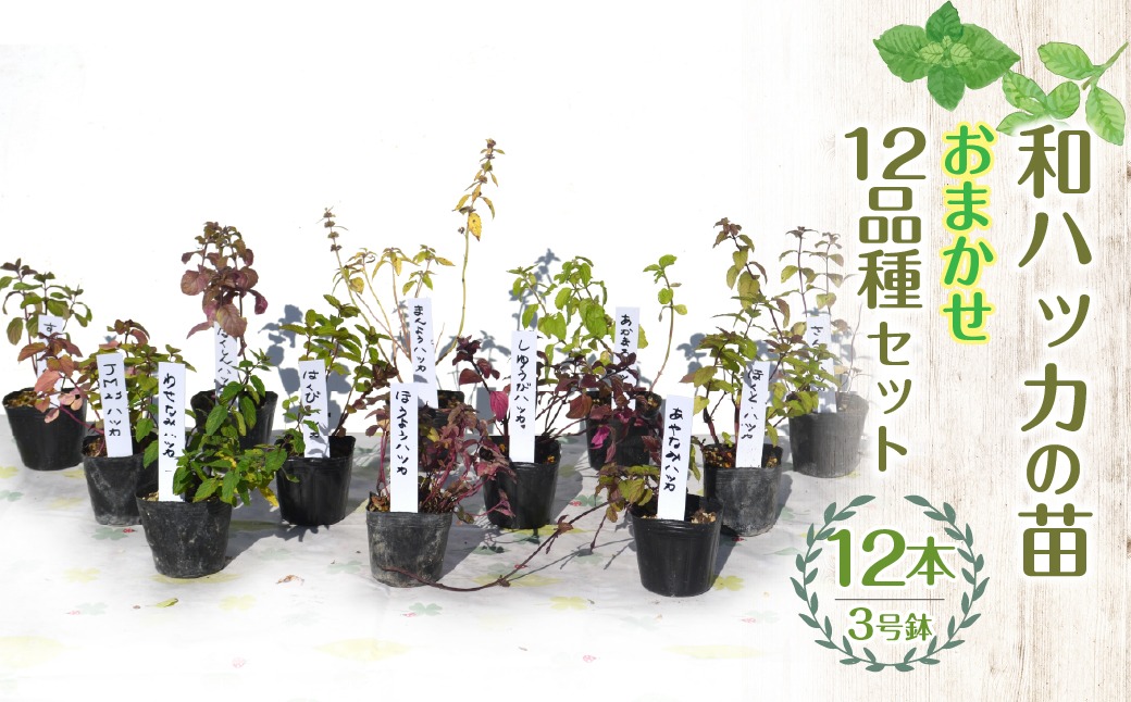 【ハーブショップYOU'樹】【おまかせセット】『ハーブとの出会いから約50年。山梨県唯一の「地域特産物ハーブマイスター」が育てるハーブ苗』和ハッカの苗 3号ポット 12品種セット SWBE014