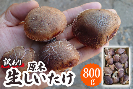 [訳あり] 原木 生しいたけ 800g 群馬県甘楽町産｜シイタケ 椎茸 国産 訳あり品 産地直送 おんだファーム 甘楽町 [0186]