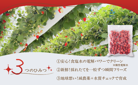冷凍いちご よつぼし 苺 1kg 冷凍 国産 豊橋産 真空パック 甘い ヘルシー 健康 おやつ おいしい デザート 手軽 ヨーグルト や シリアル に ビタミンC ポリフェノール 抗酸化 豊橋市 小分