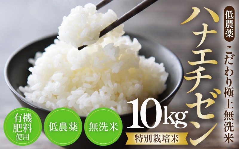 
                  【令和8年産】特別栽培米 ハナエチゼン 10kg  無洗米 低農薬 《こだわり無洗米》 / 福井県 あわら 北陸 米 お米 人気 [aw032-b008]
                