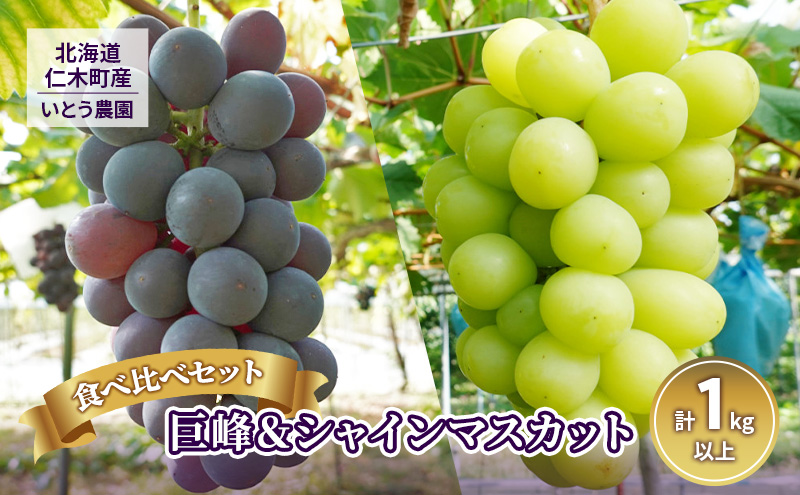 [先行受付] 9月出荷 北海道 仁木町産 葡萄 食べ比べセット『 巨峰 ＆ シャインマスカット 』（計1kg以上）ブドウ ぶどう 果物 フルーツ 旬の果物 産地直送 [いとう農園]