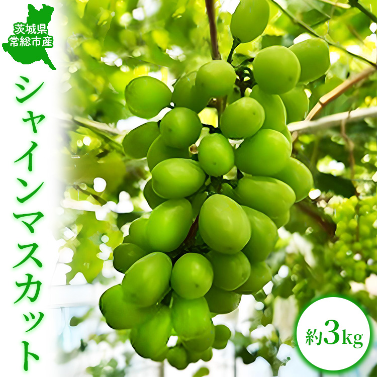 茨城県常総市産 シャインマスカット 約3kg｜ぶどう ブドウ 葡萄 果物 フルーツ 贈り物