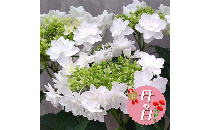 
            【先行予約】 母の日に！ アジサイ プロポーズフォーユー花 贈り物 あじさい 紫陽花 お祝い 植物 季節 生花 フラワー ギフト 母の日 2026年5月から順次発送 オンライン決済限定 静岡県 藤枝市
          