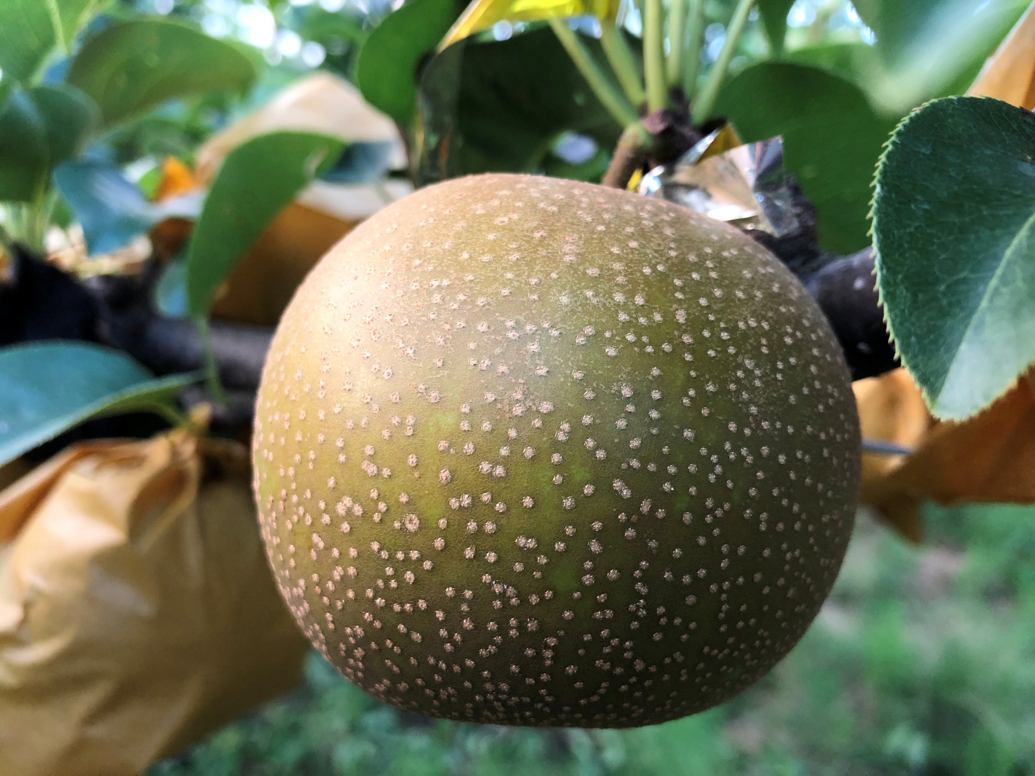 
            新甘泉(赤秀) 3kg【彩花園】
          