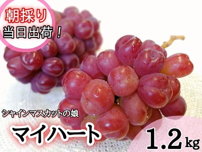 [限定品] シャインマスカットの娘『マイハート』岡山の人気ぶどう1.2kg (2～3房)！【HF-6】