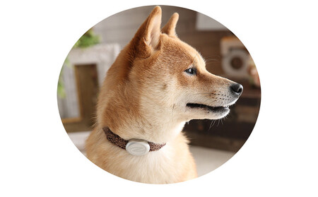 【Size29cm】ザオラル・リカバリーαバンド BR/SI｜横浜市 高機能バンド ペット用アクセサリー