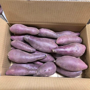 【2026年1月上旬より順次発送】★訳あり★無選別「はるかにおいしいさつまいも」EMそだち紅はるか 約5kg｜さつまいも 芋 サツマイモ 紅はるか 訳あり わけあり ワケアリ 先行予約 EM 栄養 焼