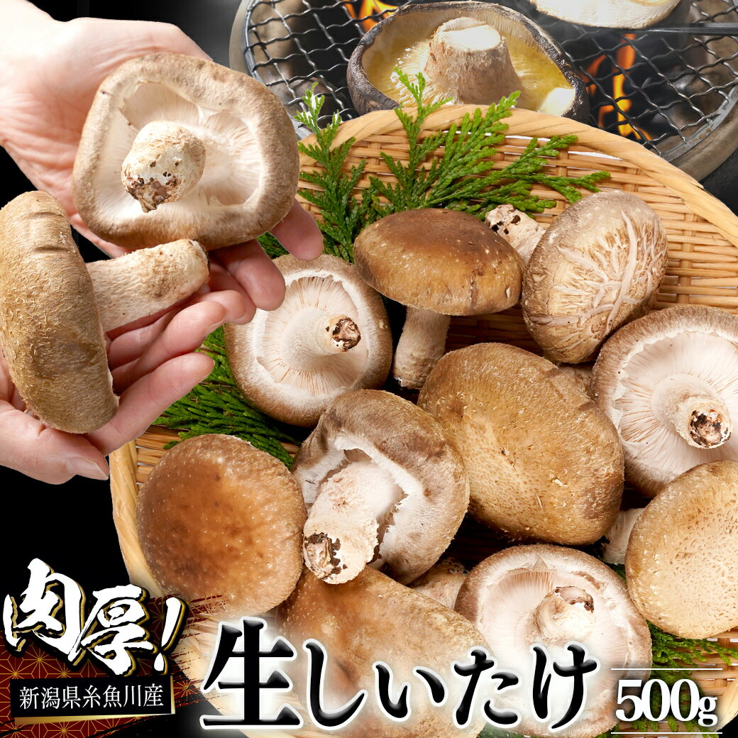 【ふるさと納税】 11月以降順次発送【今が旬！】生しいたけ 肉厚500g （約9～12個）【お申込期限3月31日】ジャンボサイズ 糸魚川 焼山しいたけ園 農園直送 新鮮 おすすめ 新潟県 お取り寄せ グルメ 国産 椎茸 しいたけ お申込3月末までの限定品 大きめサイズ