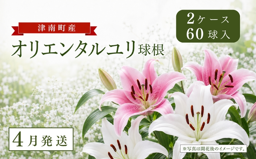 【4月発送】オリエンタルユリ球根 計60個 (30個入×2ケース)  127531-042-apr