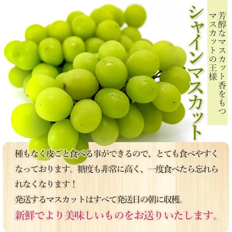 【令和8年産先行予約】 シャインマスカット 約2kg 箱 (3～4房)　山形県鶴岡市 渡部農園