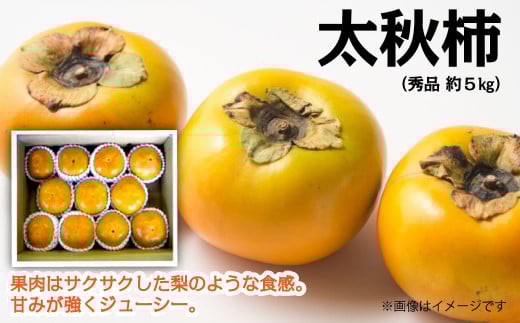 【先行予約】太秋柿（秀品）約５kg　2025年10月発送　【オンライン決済限定】｜ 柿 くだもの 果物 柿 かき カキ 甘柿 大玉 フルーツ 柿 愛媛県 西条市 送料無料