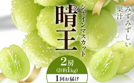【2026年発送先行予約】シャインマスカット 晴王 1回お届け 2房(合計約1kg) シャイン マスカット《2026年9月中旬-10月中旬頃出荷予定》 晴レ乃青果(岡山中央卸売市場店(富士紙工有限会社)) 送料無料 岡山県 浅口市 フルーツ 果物 岡山県産【配送不可地域あり】