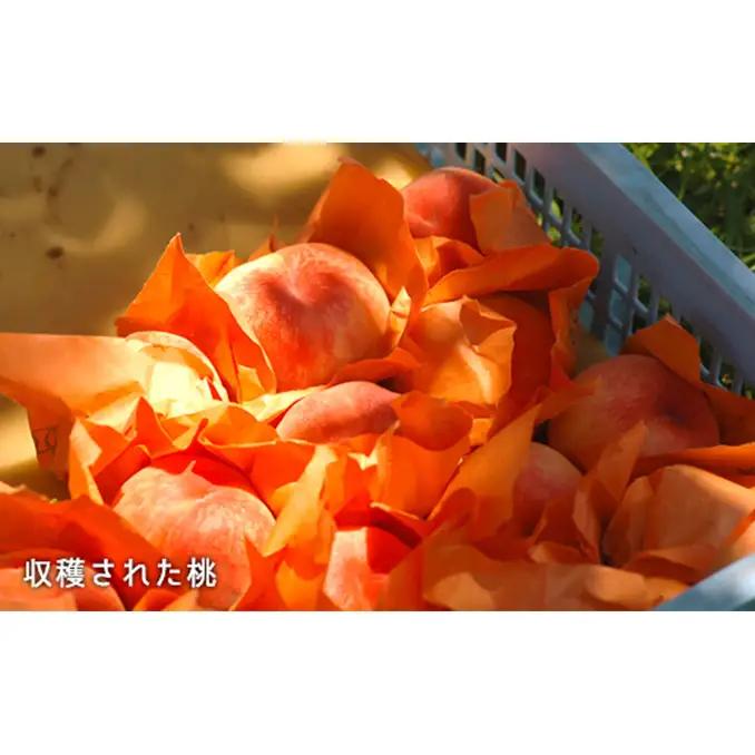 桃 2026年 先行予約 白桃 晩生種 大玉 約2.2kg 6～7玉  岡山県産 桃