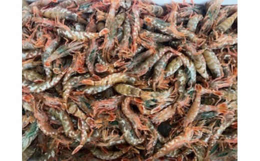 
                  ＜選べる＞＜先行予約受付中！2026年3月中旬～4月中旬発送予定＞お刺身用モサエビ(約500g)
                