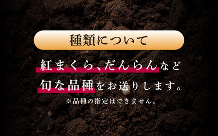 ＜ R8年熊本地震復興支援 ＞大玉西瓜（1玉入り）8kg以上 すいか スイカ 【2027年5月上旬～7月上旬迄順次発送予定】