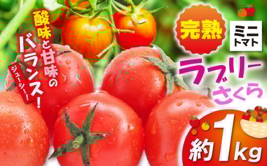 ミニトマト 「 ラブリーさくら 」 約1kg | 小林園芸 野菜 トマト ミニトマト プチトマト トマト とまと  お弁当 ジューシー 調布 東京都