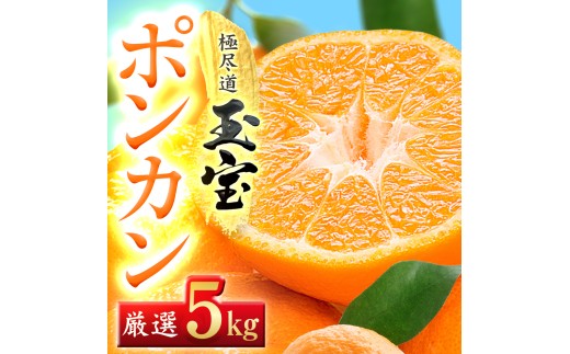 ＜愛媛名産＞玉宝ポンカン　5kg＜C64-64＞【1621806】 YWTY053