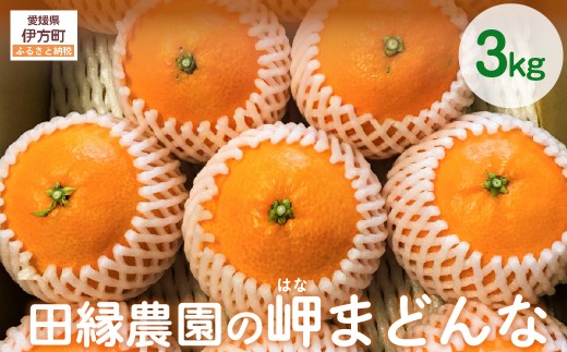 【先行予約】【数量限定】田縁農園の岬（はな）まどんな（生果）3kg （2026年11月25日より順次発送）） 【 ふるさと納税 人気 おすすめ ランキング みかん ミカン 蜜柑 まどんな はなまどんな フルーツ 果物 愛媛県産 田縁農園 愛媛県 伊方町 送料無料 】 IKTA003