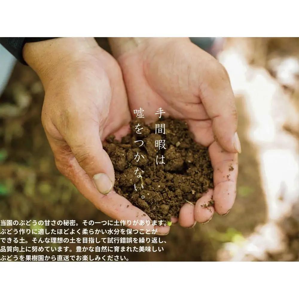 家庭用 瀬戸ジャイアンツ 2房 合計1.0kg以上 産地直送 朝採れ ぶどう 葡萄 岡山 Kawahara Green Farm 2026年 | ぶどう
