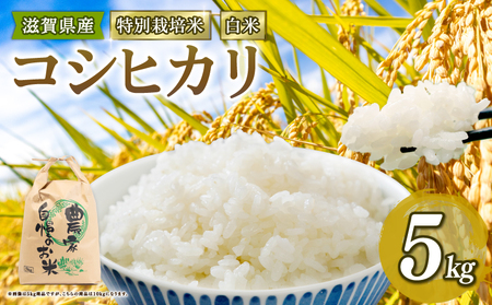 【 新米予約 】 こしひかり 特別栽培米 令和7年産 米 5kg 白米 コシヒカリ 2025年産 国産 農家直送 環境こだわり 小分け お米 こめ おこめ 新米 先行予約 農家直送 産地直送 滋賀県 竜王町