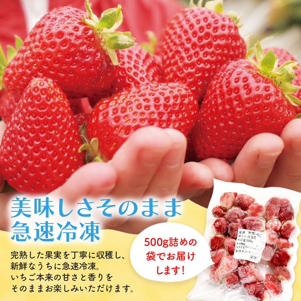 冷凍いちご(いちごさん)1kg(500g×2)【佐賀県 いちごさん 冷凍いちご 新鮮 果実 加工 甘さ 香り デザート スムージー ソース】(H116229)