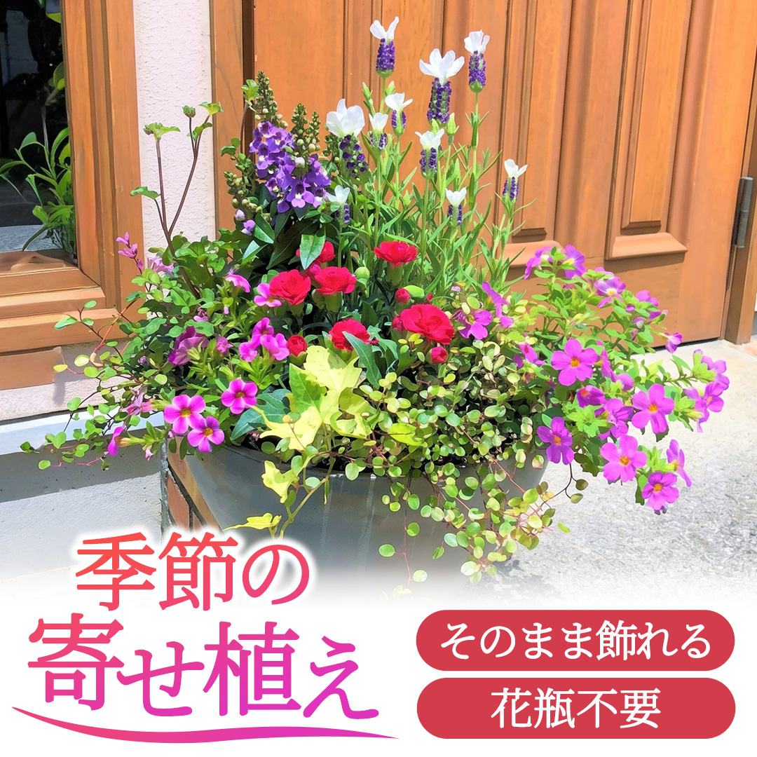 季節の寄せ植え＜花わたひき＞ (BY002)