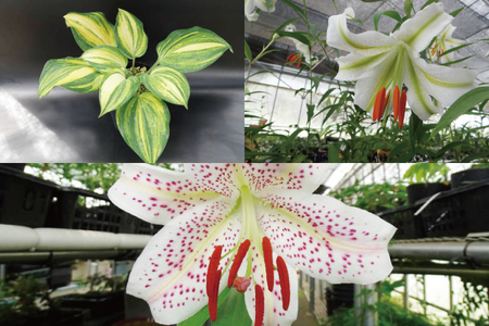 53-03 「路地裏のギボウシ」商品券 20,000円分【植物 希少 品種 多肉植物 利用券 利用チケット 茨城県 阿見町】