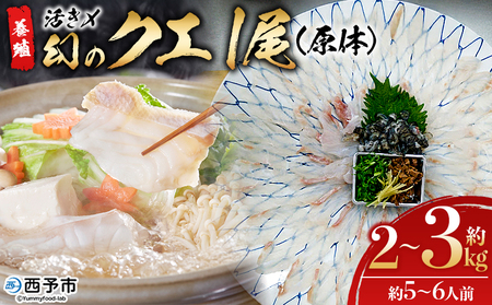 ＜活き〆 幻のクエ（養殖）1尾＞ 原体 真クエ くえ 約2kg～3kg 約5～6人前 宇和海産 鍋用 鮮度 刺身 鍋 お鍋 クエ鍋 海鮮鍋 たっぷり 食卓 海鮮 魚介 魚 高級魚 国産 橋本鮮魚 愛媛県 西予市【冷蔵】『1か月以内に順次出荷予定』UHS0001