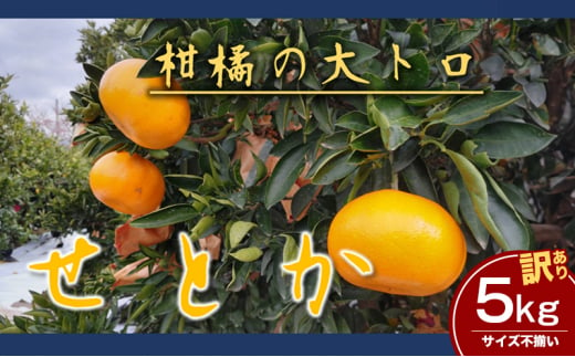 訳ありせとか　サイズ不揃い5キロ　家庭用 今が旬 甘い  農園直送 みかん 人気 数量限定 先行予約 柑橘 蜜柑 ミカン 愛媛みかん かんきつ 愛媛県 産地直送 フルーツ 果物 くだもの [№5310-0220]