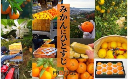 【不知火】家庭用 約 5kg ＜2027年3月中旬頃?2027年4月頭頃発送＞愛媛 松山 みかん 先行予約 蜜柑 柑橘 果物 くだもの フルーツ お取り寄せ グルメ 期間限定 数量限定 人気 おすすめ