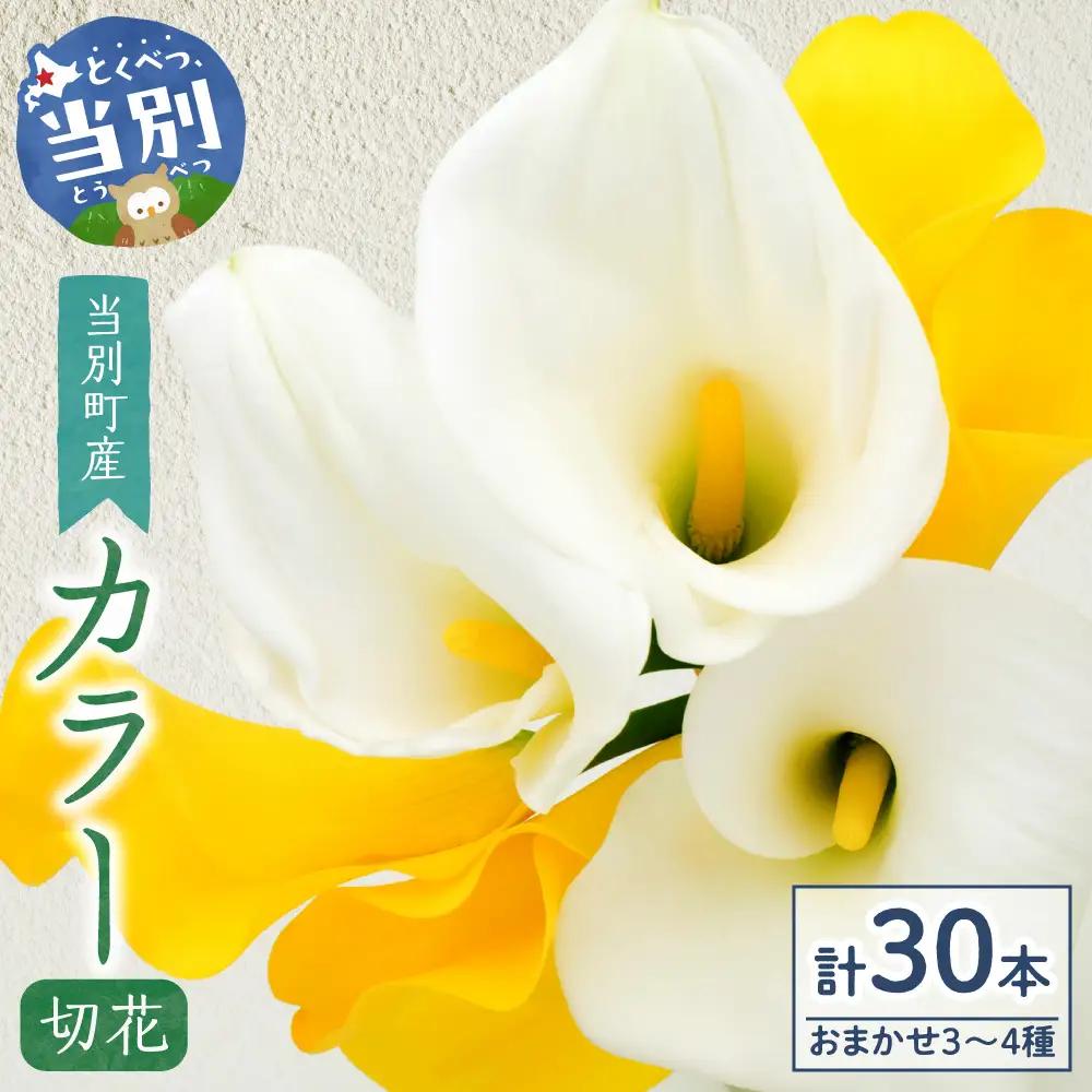 カラー 切花 30本（3～4品種）四季農場《7月上旬-10月中旬頃出荷》切り花 冷蔵便