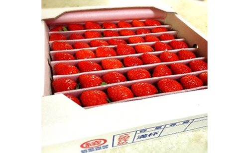 【1月～順次発送】さぬきひめ苺　つる付き約1kg 果物類 いちご イチゴ