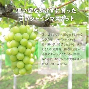 【発送月固定定期便】ピオーネとシャインマスカットのずっしり大サイズ2房が届く(岡山県産)全2回【配送不可地域：離島】【4067477】