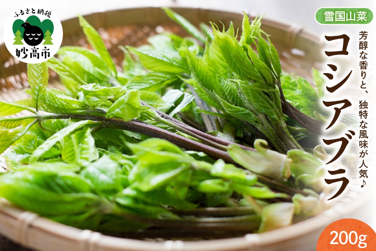 
                  先行予約【4月上旬より発送】雪国山菜 コシアブラ
                