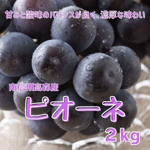 【南信州高森産】ピオーネ約2kg〈2025年9月中旬より発送〉