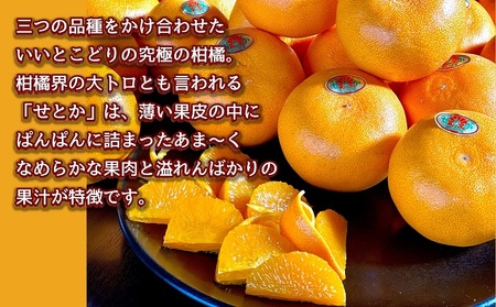 せとか 柑橘 香川県産 果物 せとか【約3kg】【先行予約】