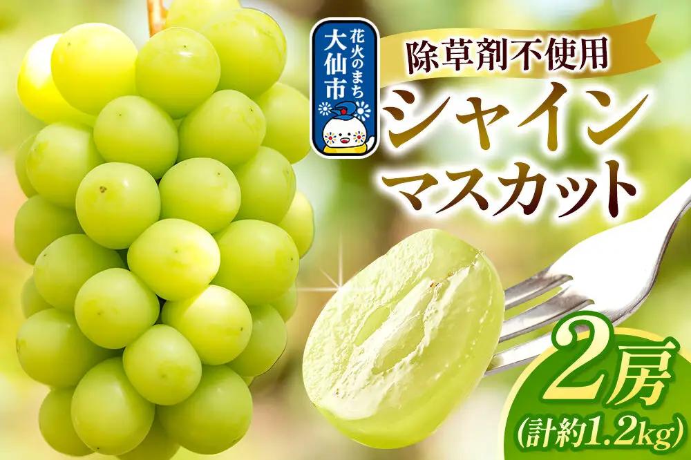 シャインマスカット 2房（合計約1.2kg以上）【先行受付 26年9月発送】神岡縄文農園 秋田県 大仙市産