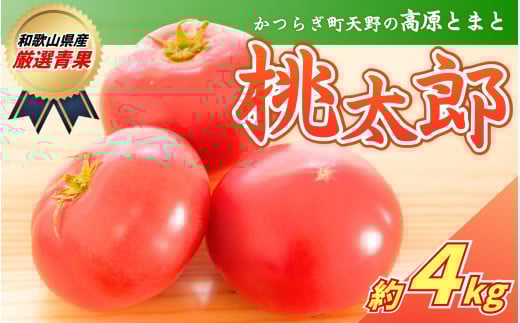 太陽の恵みたっぷりの天野とまと【桃太郎トマト約４kg】【2025年7月中旬～10月下旬発送】/ とまと トマト 完熟 和歌山 甘い 先行受付 旬 国産