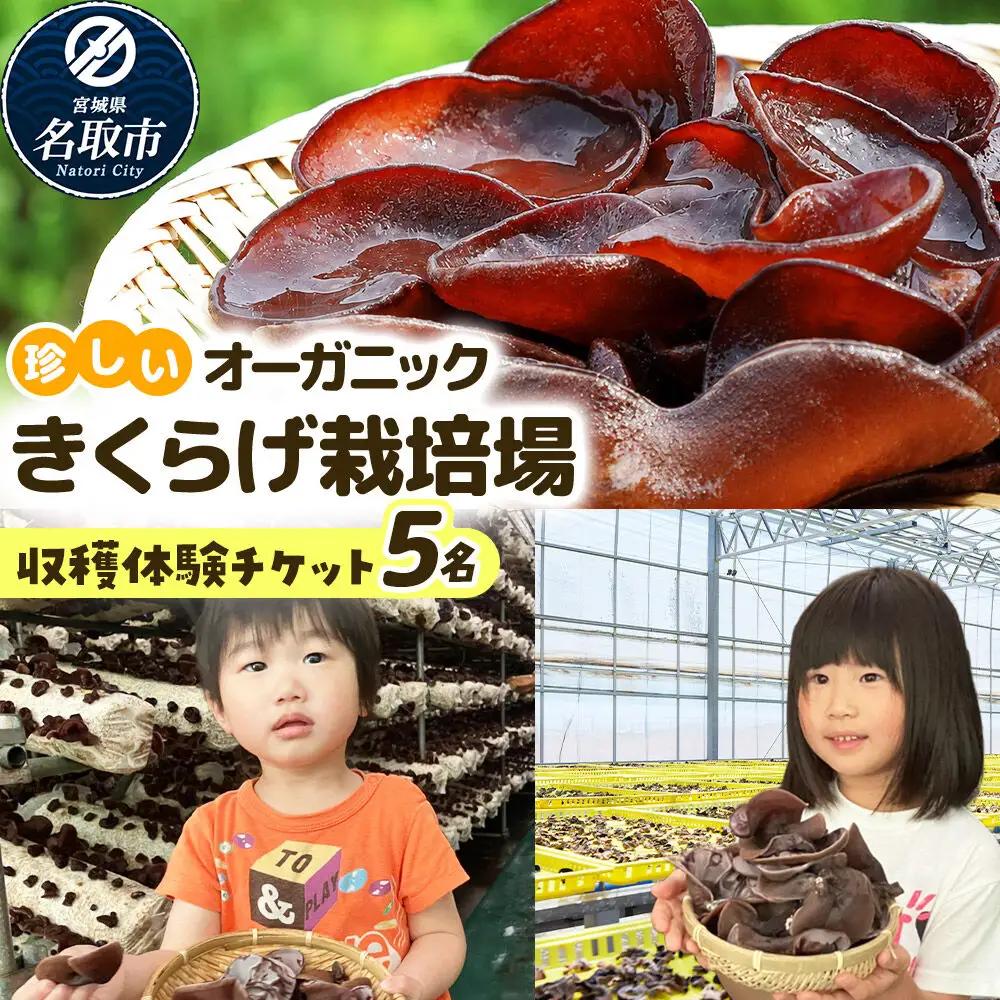 珍しいオーガニックきくらげ栽培場 収穫体験×5名様【簡易書留】 体験 見学 オーガニック 有機栽培 国産