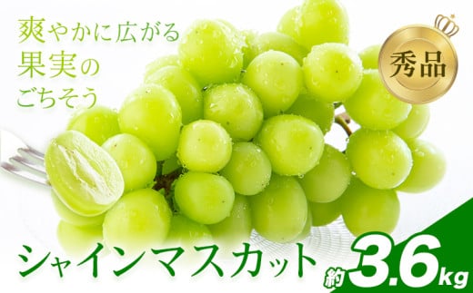 先行予約 シャインマスカット 秀品 約3.6㎏（4～10房） 日本フルーツ《7月下旬-8月末頃出荷》熊本県 荒尾市 ぶどう ブドウ 果物 フルーツ スイーツ デザート ギフト ご贈答