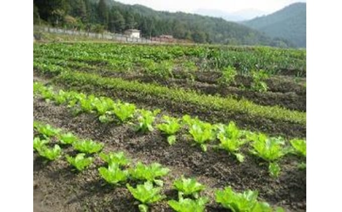 旬の野菜・定期便（3か月）【配達不可：北海道・沖縄・離島】