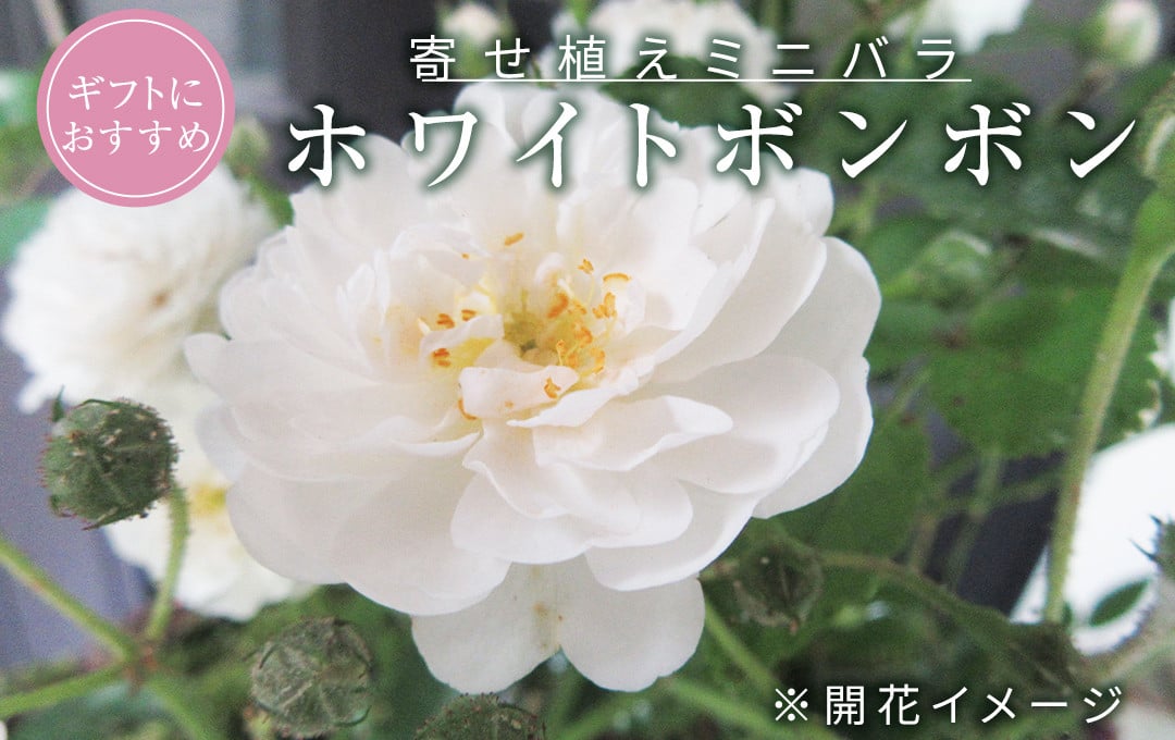 
            ミニ バラ 寄せ植え 「ホワイトボンボン」 お花 花 フラワー 薔薇 小林幸子 [BN054ci]
          