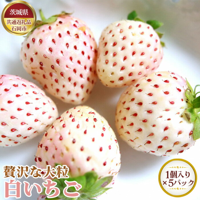 【ふるさと納税】No.631 【先行予約】贅沢な大粒　白いちご　1個入り×5パック【茨城県共通返礼品 石岡市】 ／ 旬 新鮮 苺 いちご イチゴ 果物 フルーツ 送料無料 茨城県
