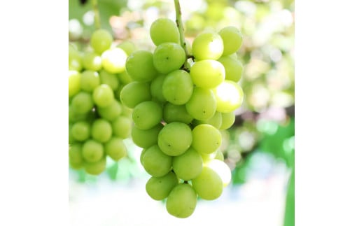 【大人気!】長野県産・シャインマスカット(約1kg) 秀品 2025年9月下旬から発送 信州 南信州 高森町 産地直送 果物 くだもの ぶどう 旬のぶどう シャイン 山下屋荘介